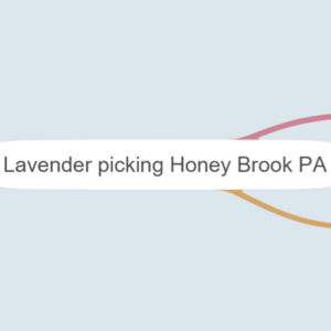 Lavender picking Honey Brook PA
